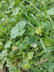 Malva