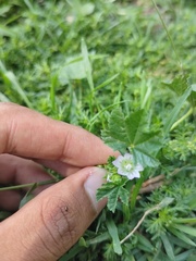 Malva