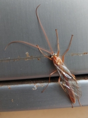 Ophion obscuratus