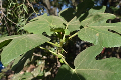 Ficus carica