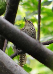 Thryophilus pleurostictus