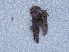 Antrostomus carolinensis