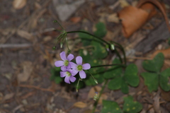 Oxalis