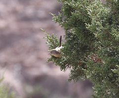 Curruca deserticola