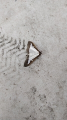 Cydalima perspectalis