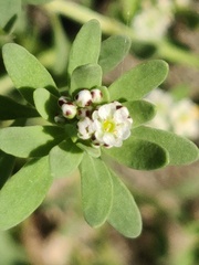 Corrigiola litoralis