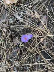 Crocus nudiflorus