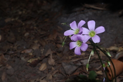 Oxalis