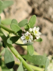 Corrigiola litoralis