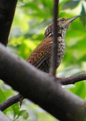 Thryophilus pleurostictus