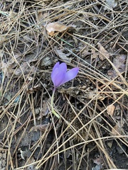 Crocus nudiflorus