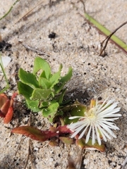 Mesembryanthemum aitonis