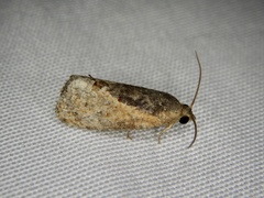Cryptophlebia ombrodelta