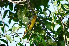 Pericrocotus speciosus