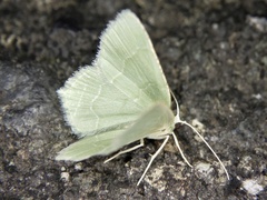 Idiochlora ussuriaria