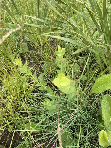 Clutia cordata (Clutia cordata)