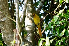 Pericrocotus speciosus