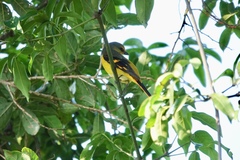 Pericrocotus speciosus