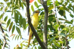 Pericrocotus speciosus