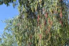 Schinus molle