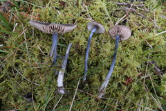 Entoloma lampropus