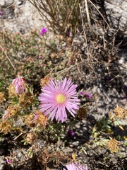 Lampranthus stipulaceus