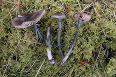 Entoloma lampropus