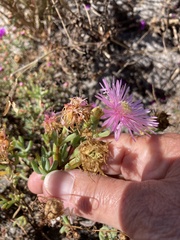 Lampranthus stipulaceus