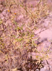 Adesmia miraflorensis