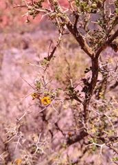 Adesmia miraflorensis