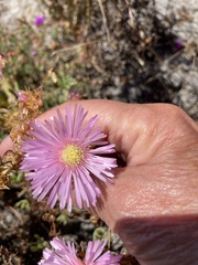 Lampranthus stipulaceus