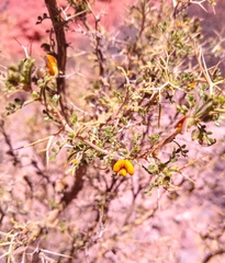 Adesmia miraflorensis