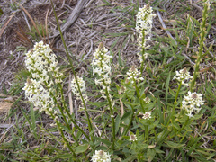 Stackhousia monogyna