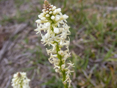 Stackhousia monogyna