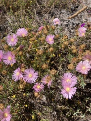 Lampranthus stipulaceus