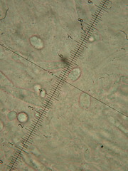 Cuphophyllus colemannianus