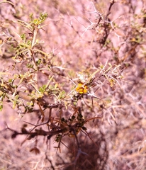 Adesmia miraflorensis