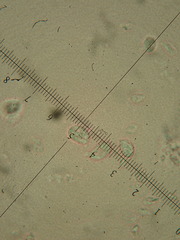 Cuphophyllus pratensis pallidus