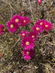 Lampranthus