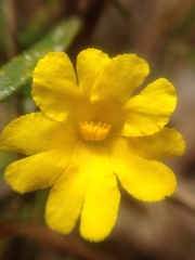 Hibbertia hypericoides