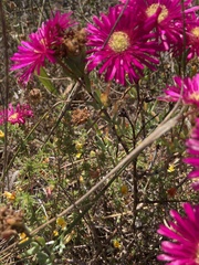 Lampranthus