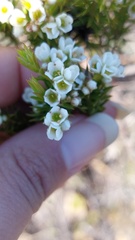 Diosma hirsuta