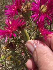 Lampranthus