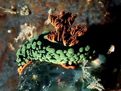 Nembrotha kubaryana
