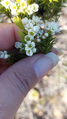 Diosma hirsuta