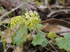 Hydrocotyle laxiflora