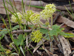 Hydrocotyle laxiflora