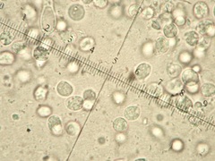 Cuphophyllus roseascens