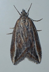 Chesias legatella