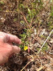 Hibbertia hypericoides
